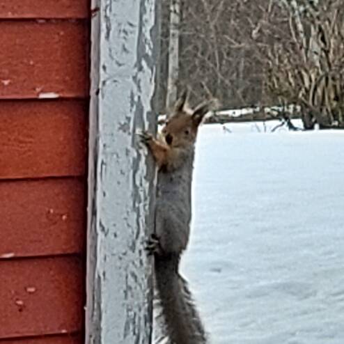 Orava kiipeä talon seinää pitkin