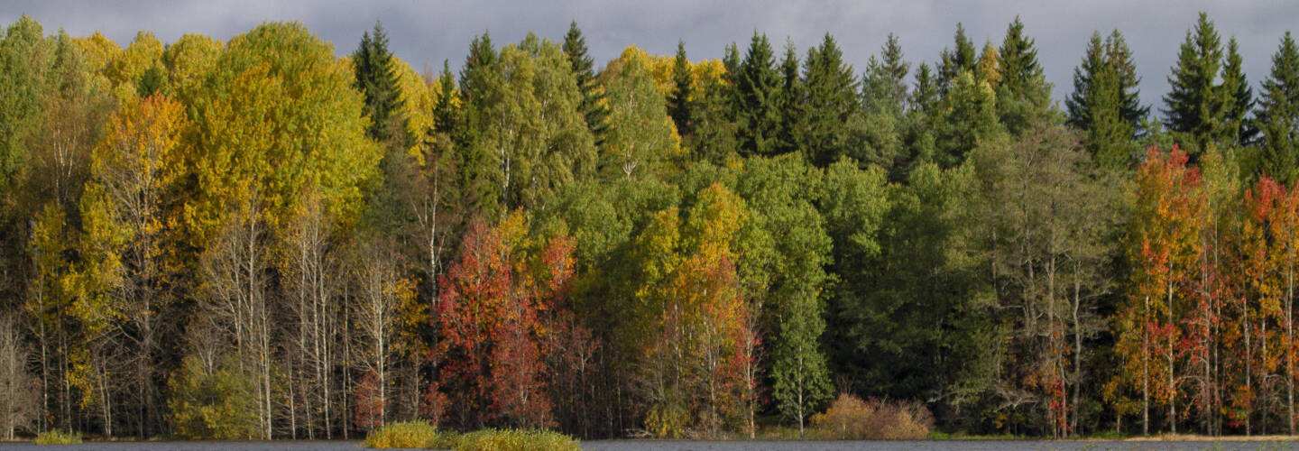 Kuvassa syksyinen metsä.